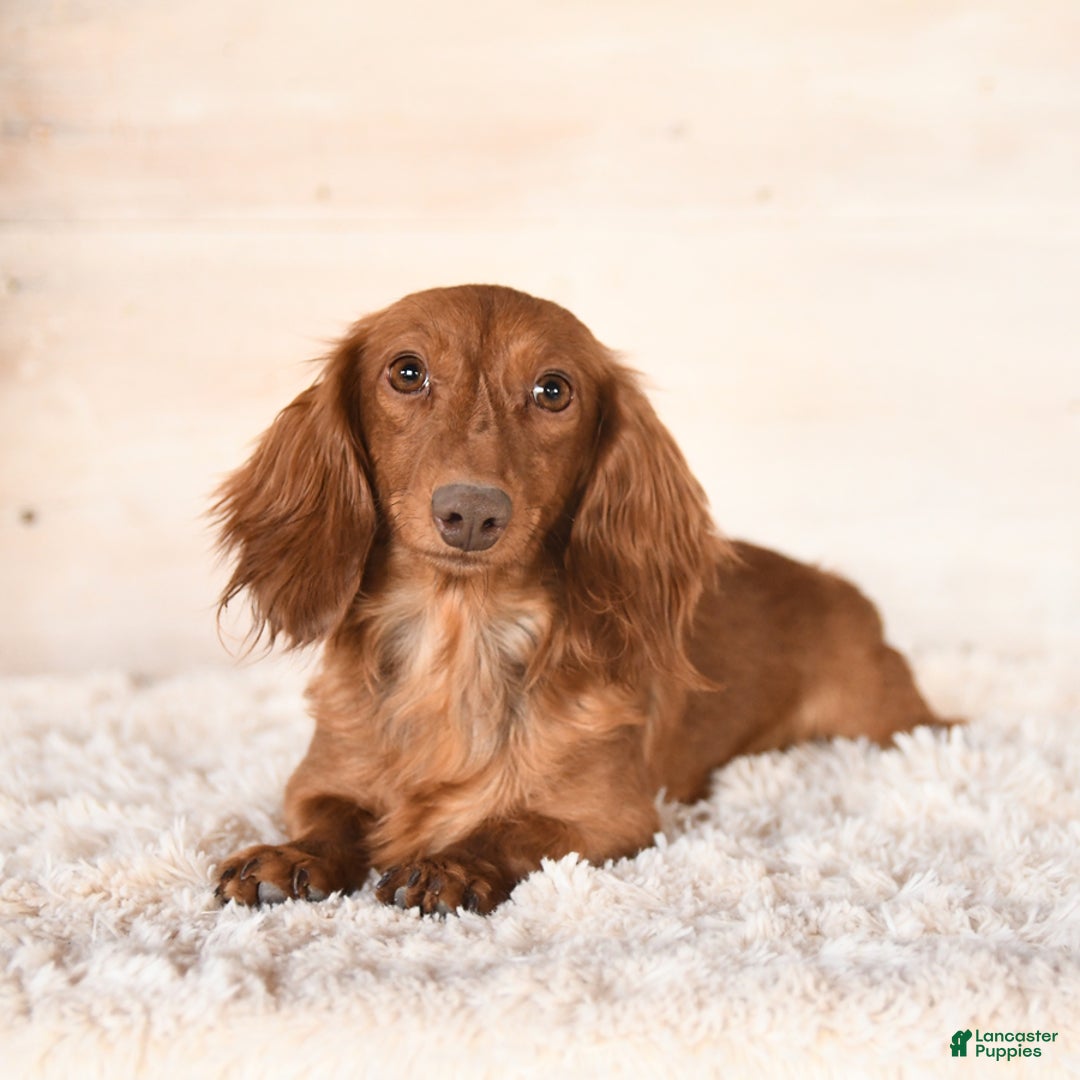 Miniature Dachshund dogs for sale: Francis - Ad 6