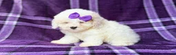 Bichpoo dogs for sale: Hope - Ad 2