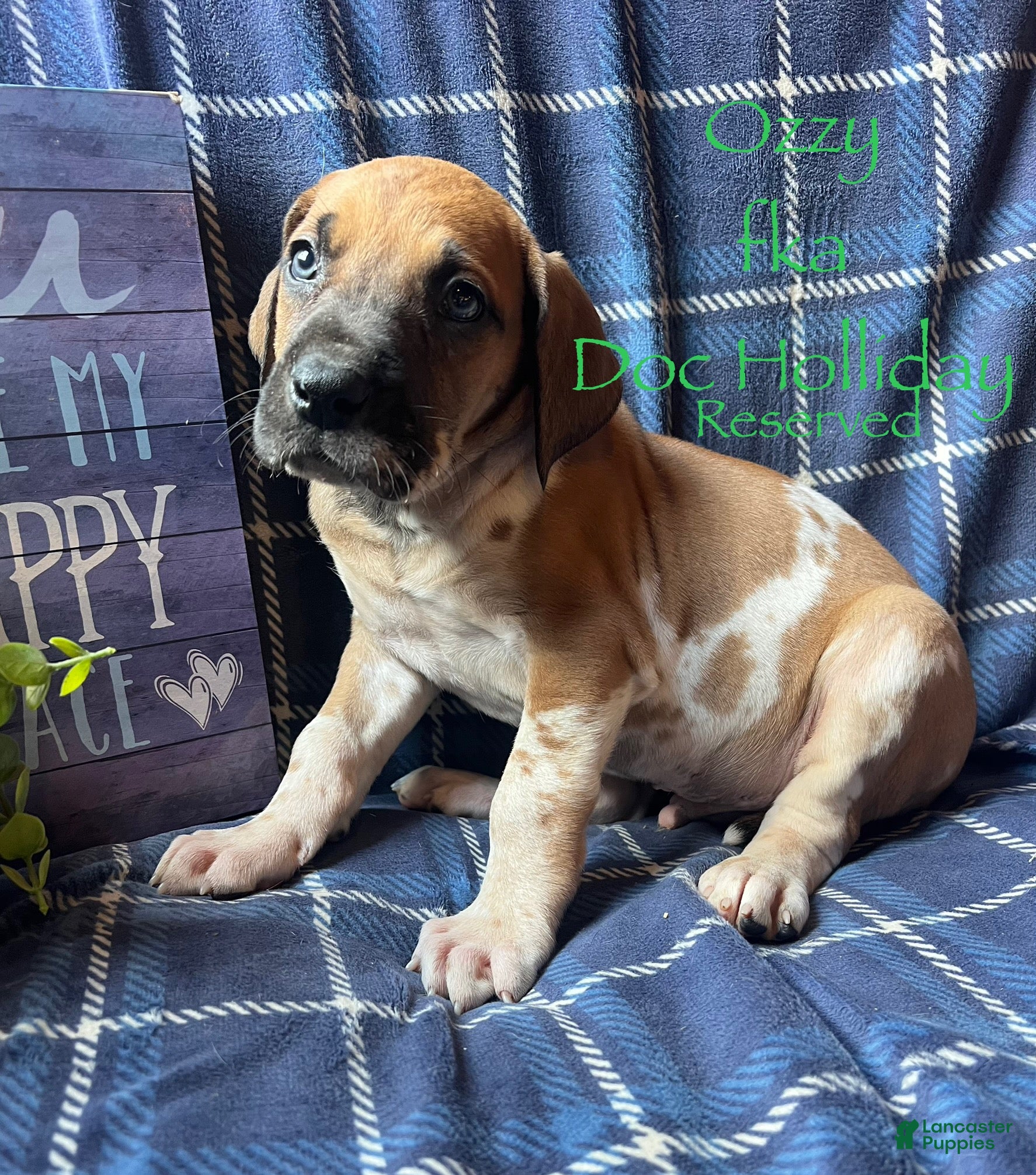 Great Dane dogs Doc Holliday - Ad 23