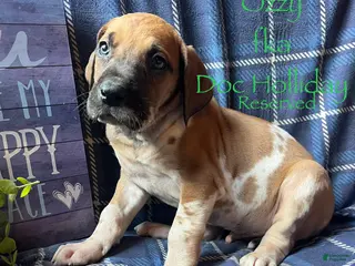 Great Dane dogs Doc Holliday - Ad 23