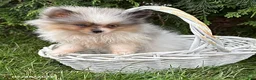 Pomeranian dogs for sale: Elsa - Ad 3
