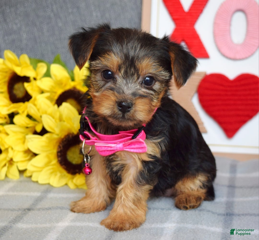 Yorkshire Terrier dogs for sale: Haddie - Ad 1
