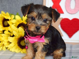 Yorkshire Terrier dogs Haddie - Ad 27