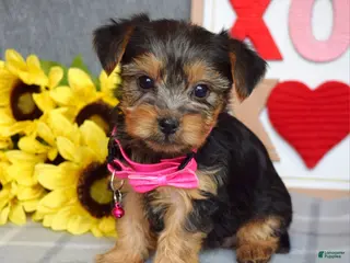 Yorkshire Terrier dogs Haddie - Ad 7