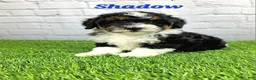 Mini Bernedoodle dogs for sale: Shadow  - Ad 3