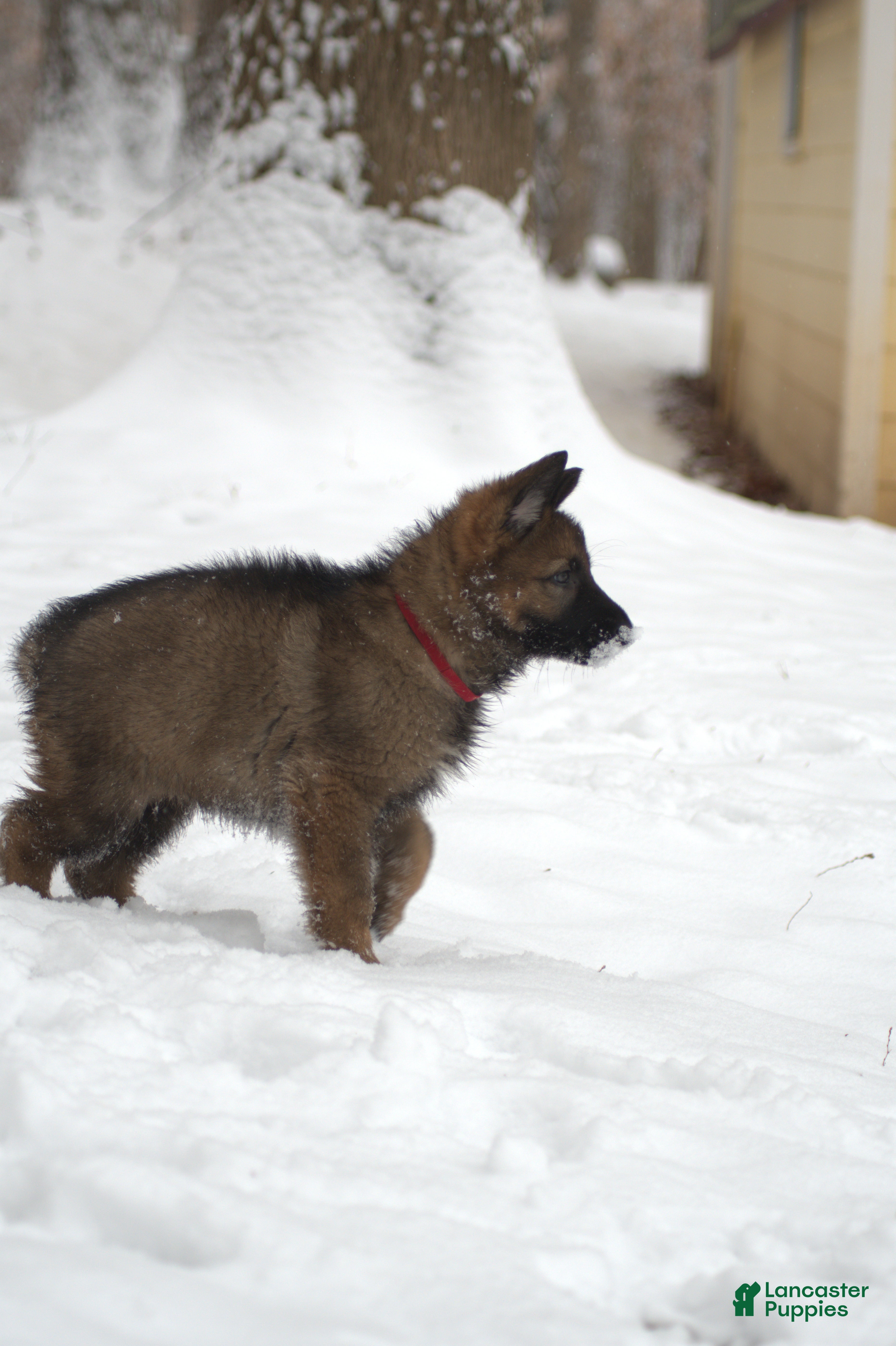 German Shepherd dogs German Shepherd Puppy 2 "Sage" - Ad 23