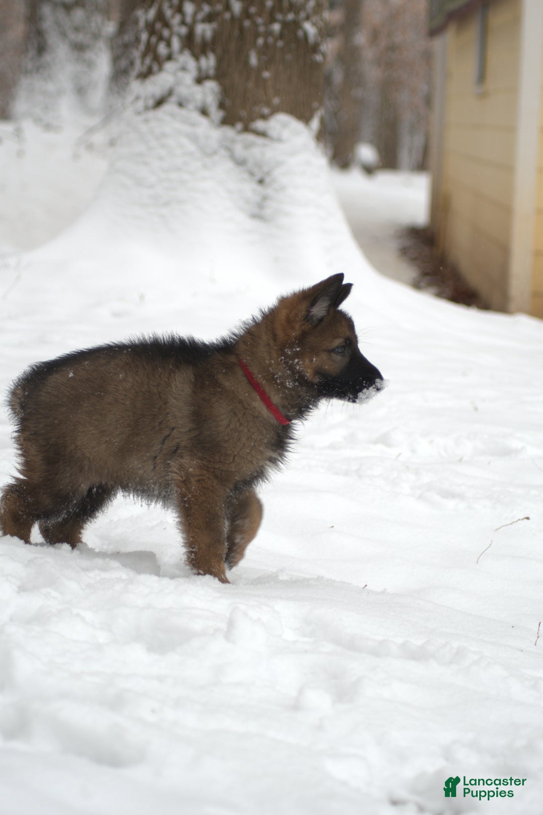 German Shepherd dogs for sale: German Shepherd Puppy 2 "Sage" - Ad 1