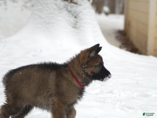 German Shepherd dogs German Shepherd Puppy 2 "Sage" - Ad 23