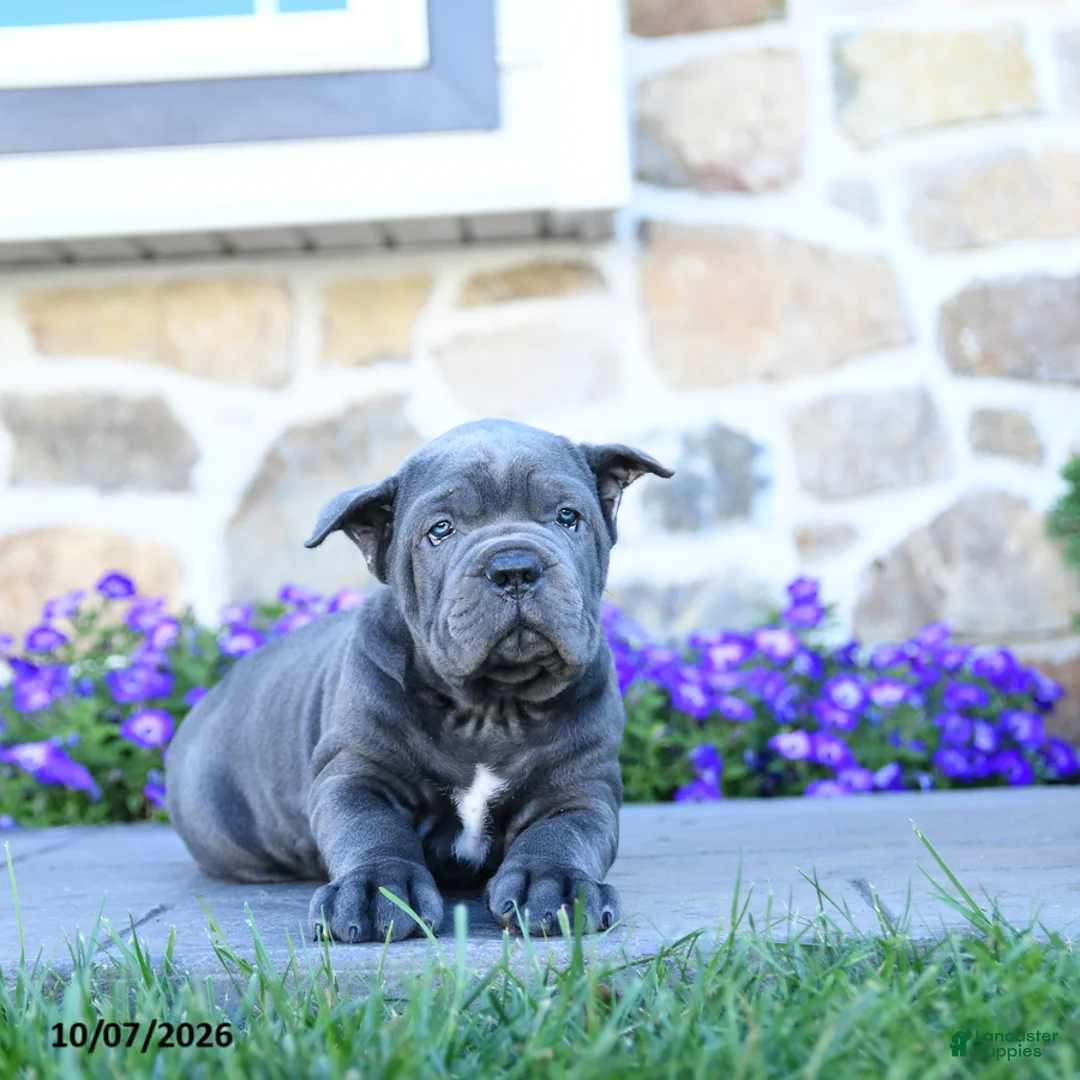 Cane Corso dogs for sale: Beau - Ad 5
