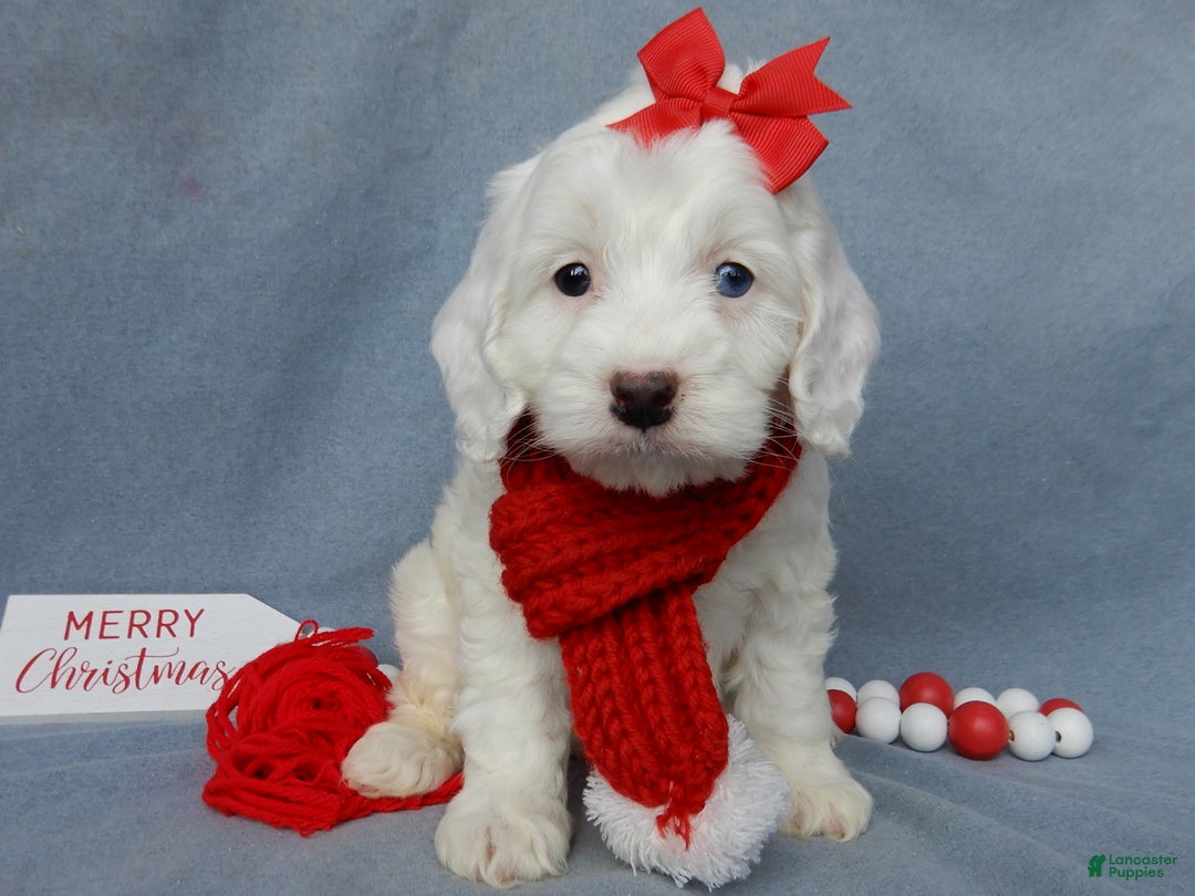 Cockapoo dogs for sale: Piper - Ad 5