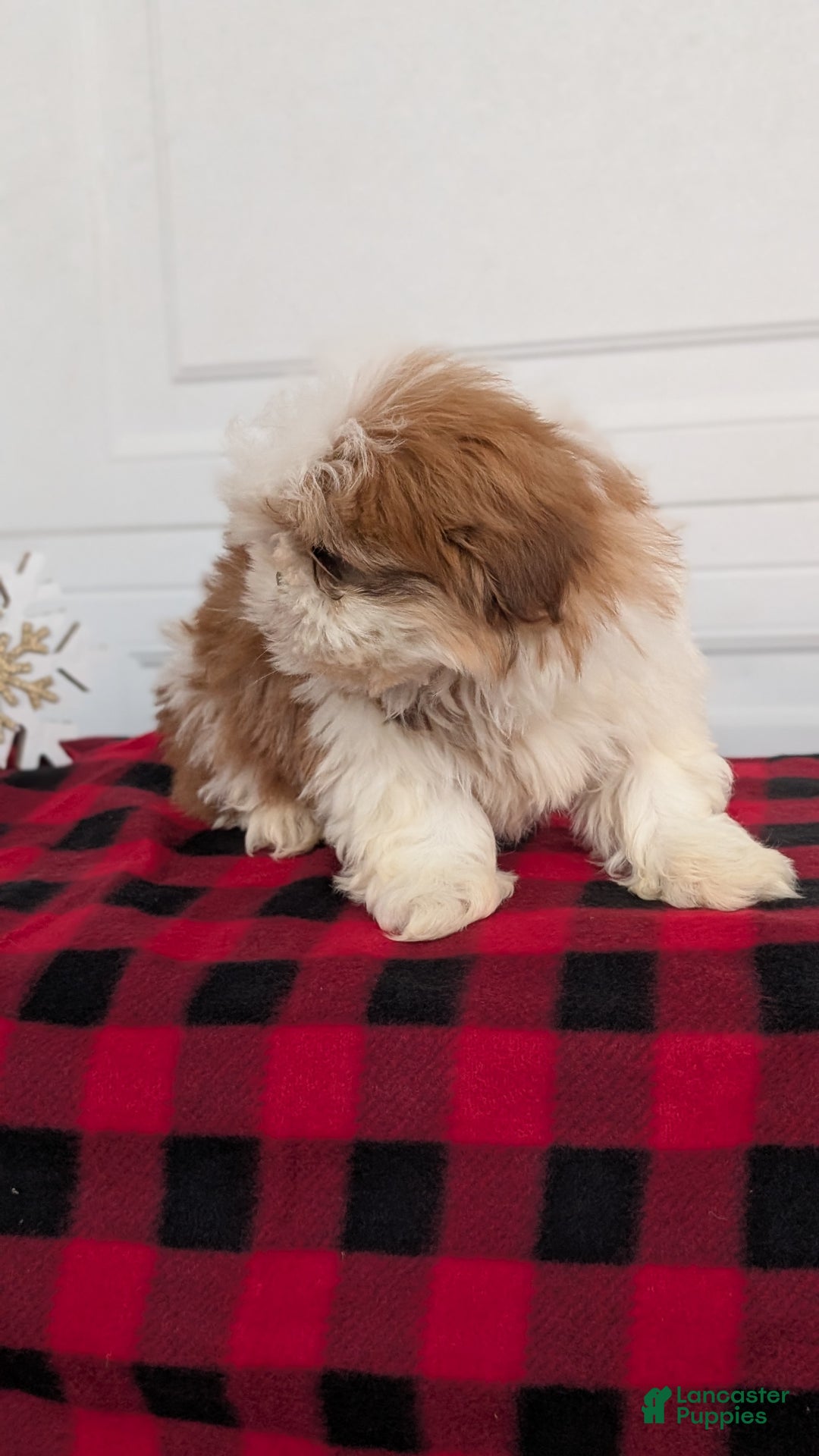 Shih Tzu dogs for sale: Mac - Ad 7