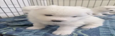 Samoyed Puppy 4
