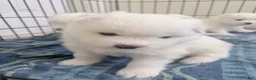 Samoyed dogs for sale: Samoyed Puppy 4 - Ad 1