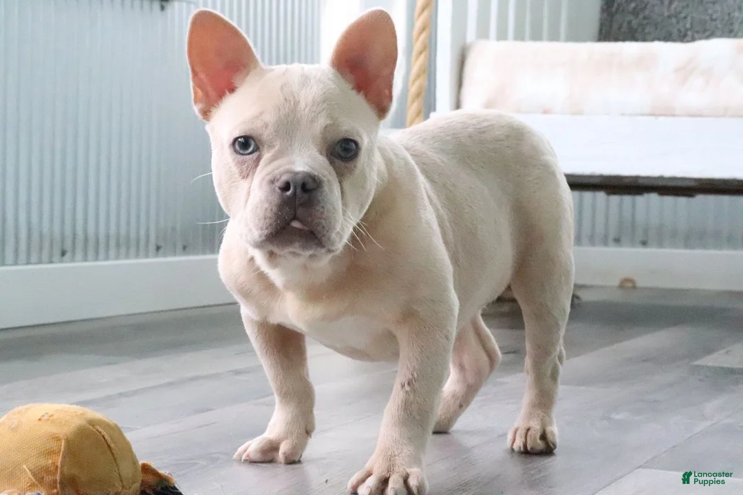 French Bulldog dogs for sale: Buster - Ad 2