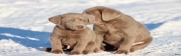Labrador Retriever dogs for sale: Little Bear - Ad 2