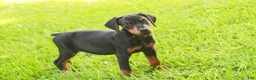 Doberman Pinscher dogs for sale: Reverie - Ad 10