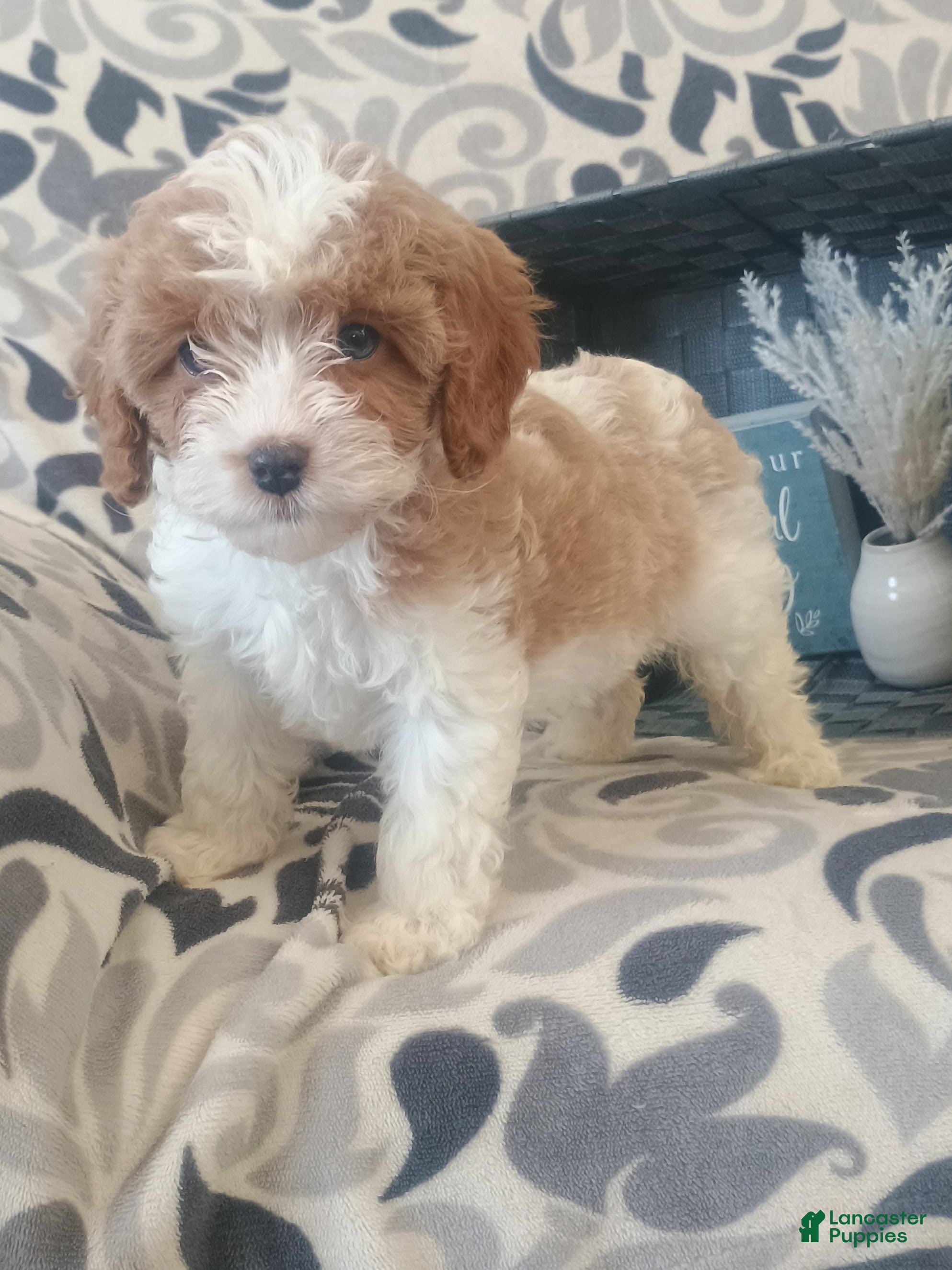 Cavapoo dogs Hadassah  - Ad 40