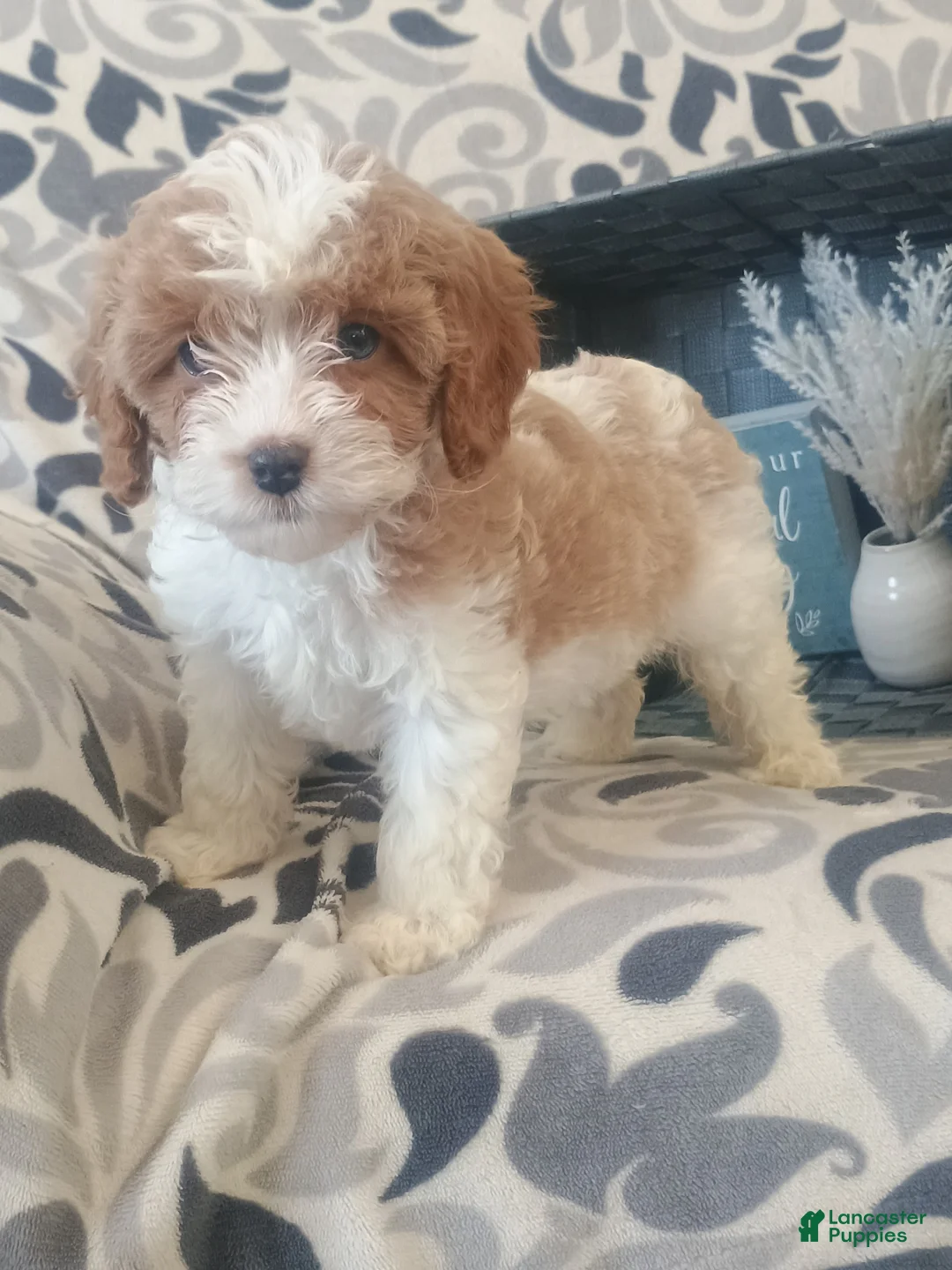 Cavapoo dogs for sale: Hadassah  - Ad 1
