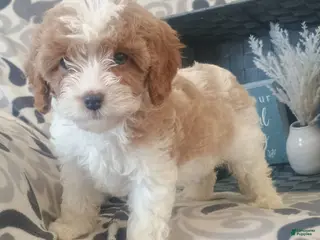 Cavapoo dogs Hadassah - Ad 40