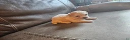 Mixed Breed dogs for sale: Buffy - Ad 2