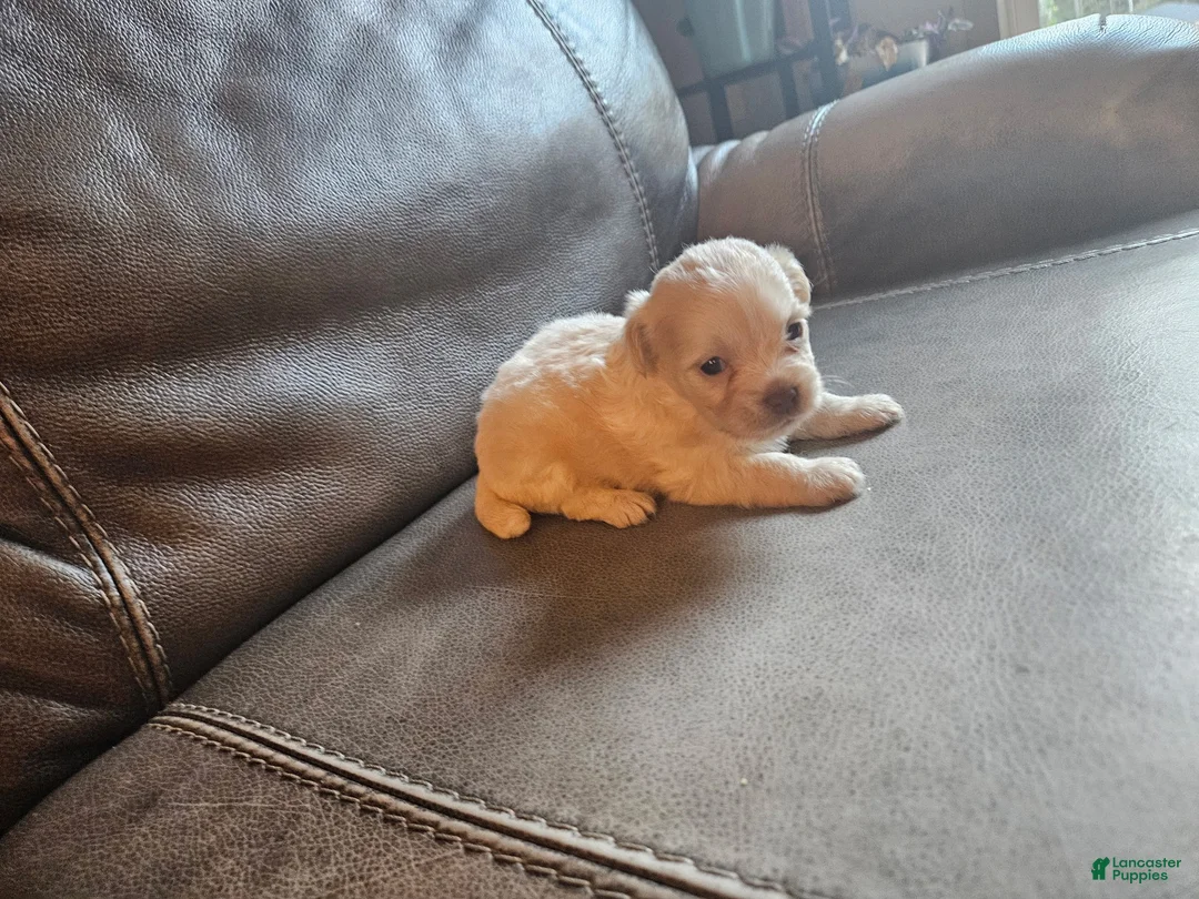 Mixed Breed dogs for sale: Buffy - Ad 2