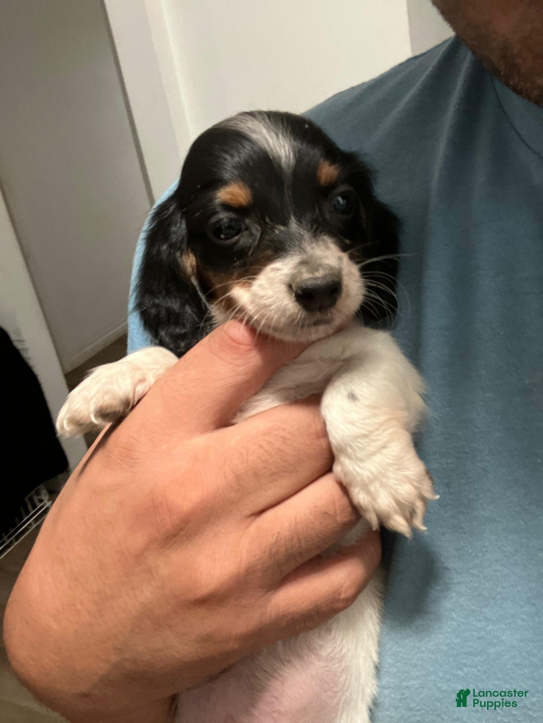 Miniature Dachshund dogs for sale: Miniature Dachshund Puppy 3 - Ad 1