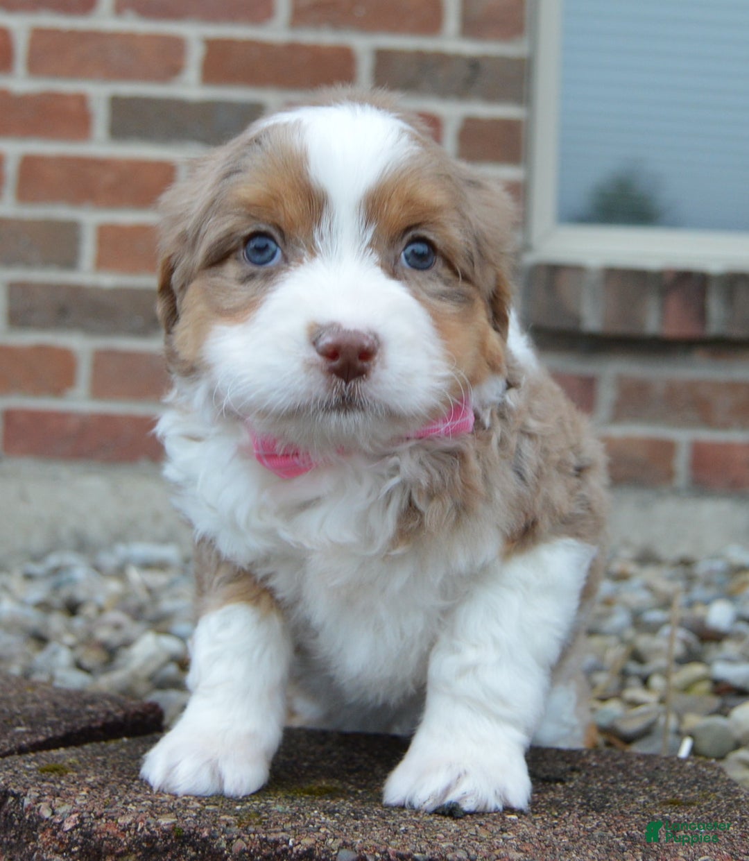 Mini Aussiedoodle dogs for sale: Mini Angel - Ad 9