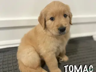 Golden Retriever dogs Golden Retriever - Tomac - Ad 4