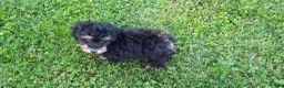 Toy Poodle dogs for sale: Dakota - Ad 5