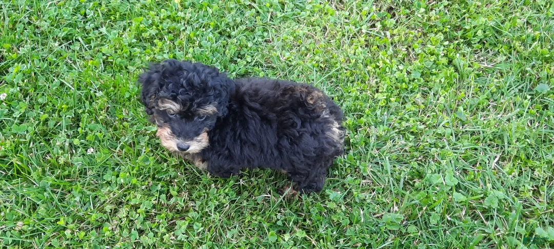 Toy Poodle dogs for sale: Dakota - Ad 5
