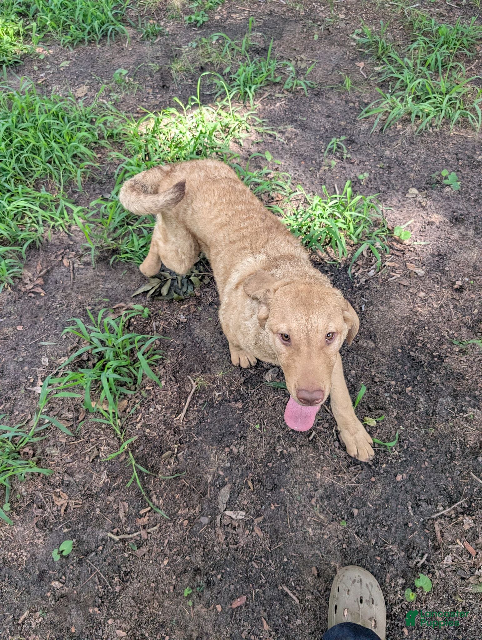 Chesapeake Bay Retriever dogs Your choice - Ad 6