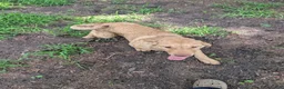 Chesapeake Bay Retriever dogs for sale: Your choice - Ad 1