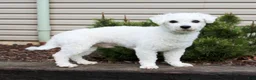Bichon Frise dogs for sale: Kipper - Ad 7