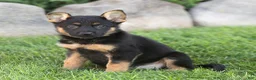 German Shepherd dogs for sale: Sadie German Shepherd  - Ad 3