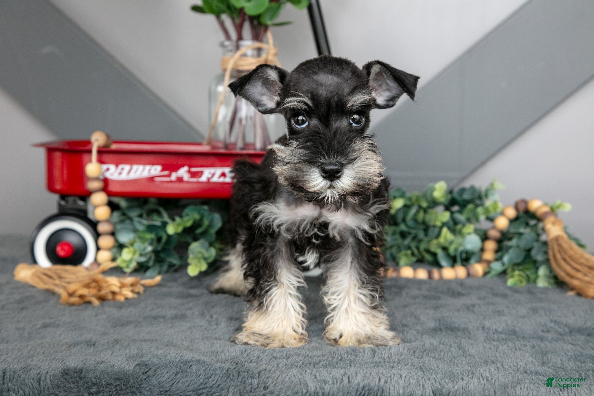 Miniature Schnauzer dogs for sale: Lincoln - Ad 2