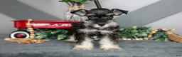 Miniature Schnauzer dogs for sale: Lincoln - Ad 2