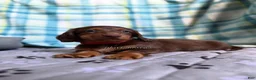 Miniature Dachshund dogs for sale: Red Collar Miniature Dachshund Male Chocolate and Tan Long Haired - Ad 4