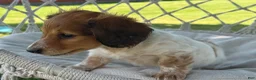 Miniature Dachshund dogs for sale: Bobby - Ad 10