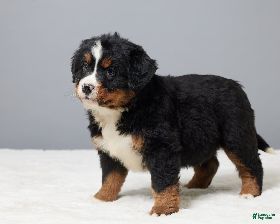 Bernese Mountain Dog dogs for sale: Freddie - Ad 5