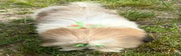 Shih Tzu dogs for sale: Zach - Ad 4