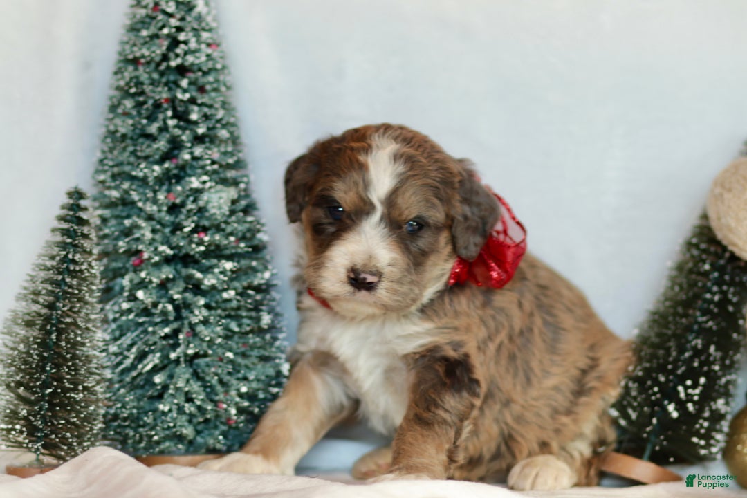 Bernedoodle dogs for sale: Spruce - Ad 8