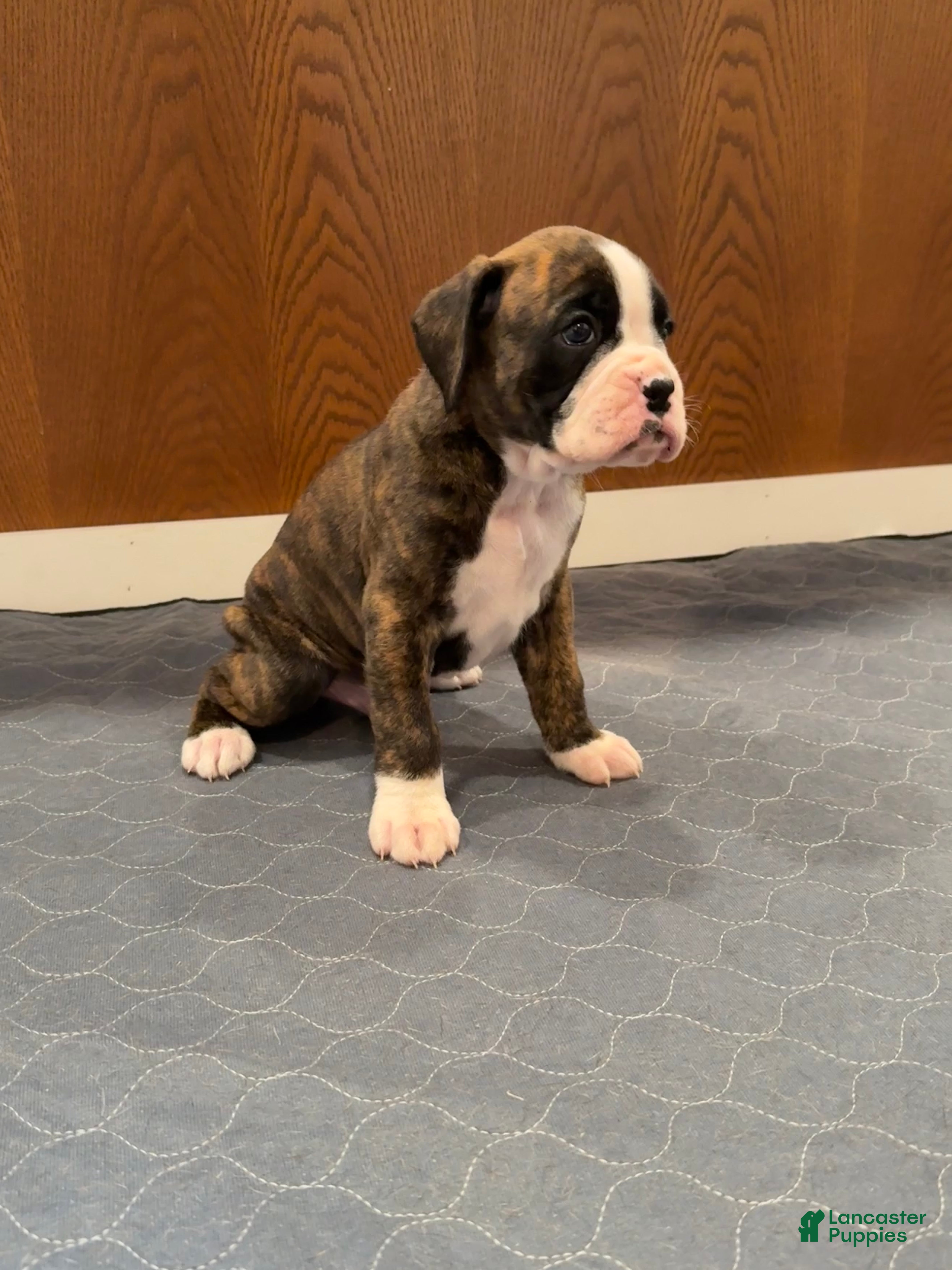 Boxer dogs Dior - Ad 1