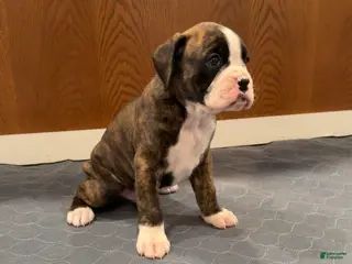 Boxer dogs for sale: Dior - Ad 3