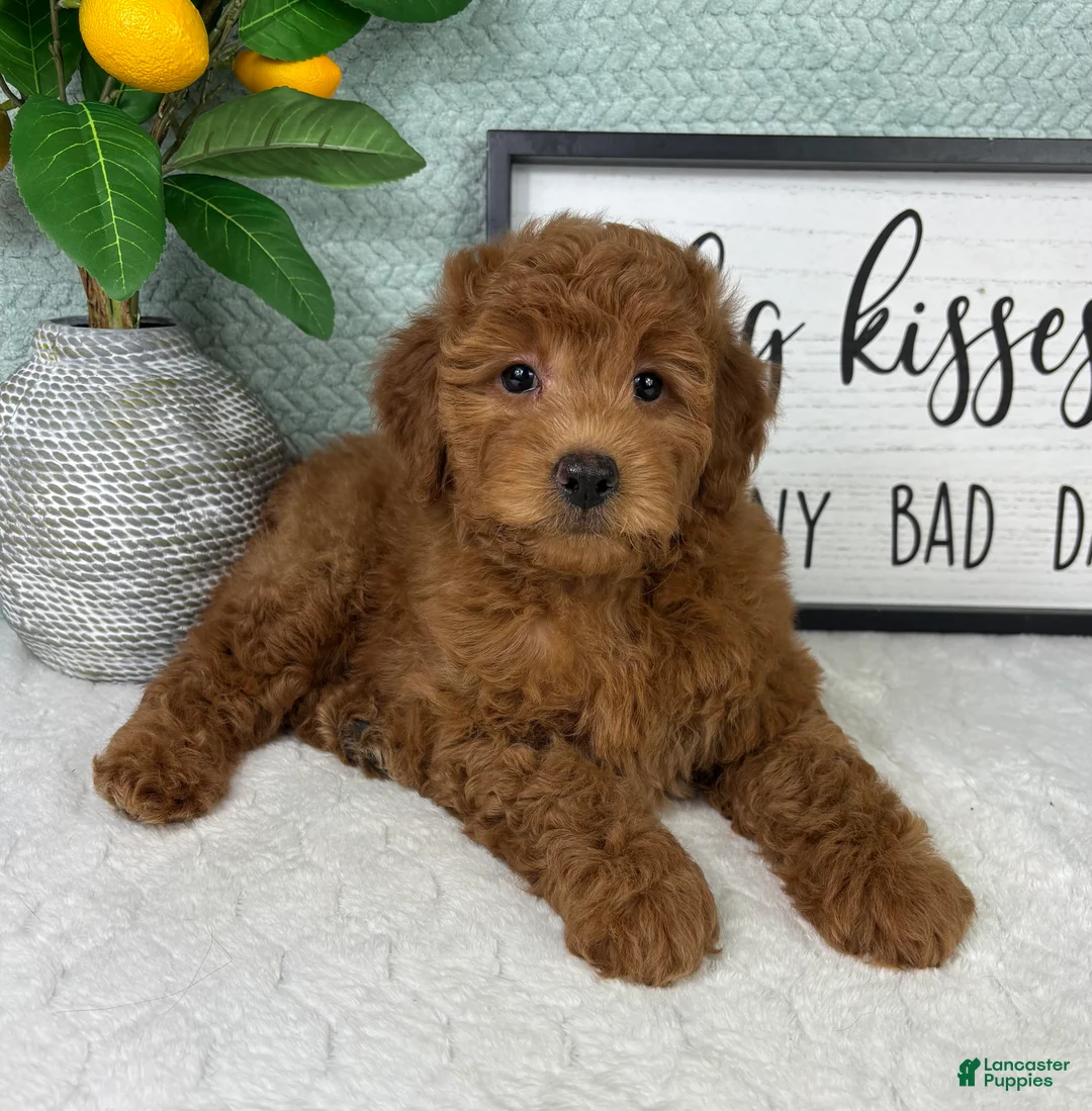 Mini Goldendoodle dogs for sale: Greyson - Ad 2
