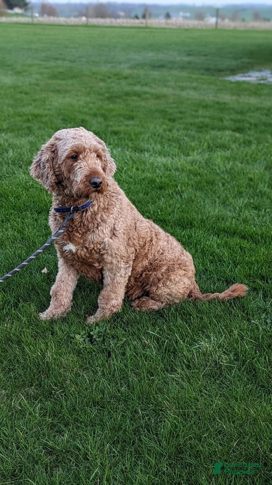 Cavapoo dogs for sale: Cruze - Ad 10