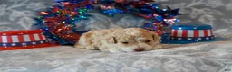 Havapoo dogs for sale: Oscar - Ad 1