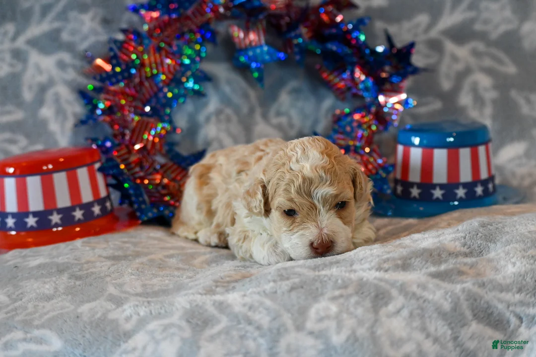 Havapoo dogs for sale: Oscar - Ad 1