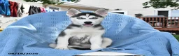 Siberian Husky dogs for sale: Bridget - Ad 5