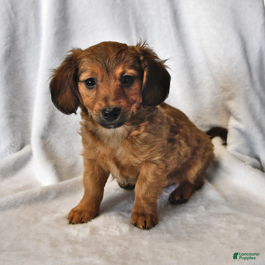 Mixed Breed dogs Ricky   - Ad 25