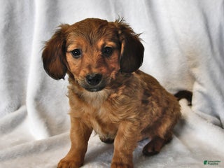 Mixed Breed dogs Ricky - Ad 10